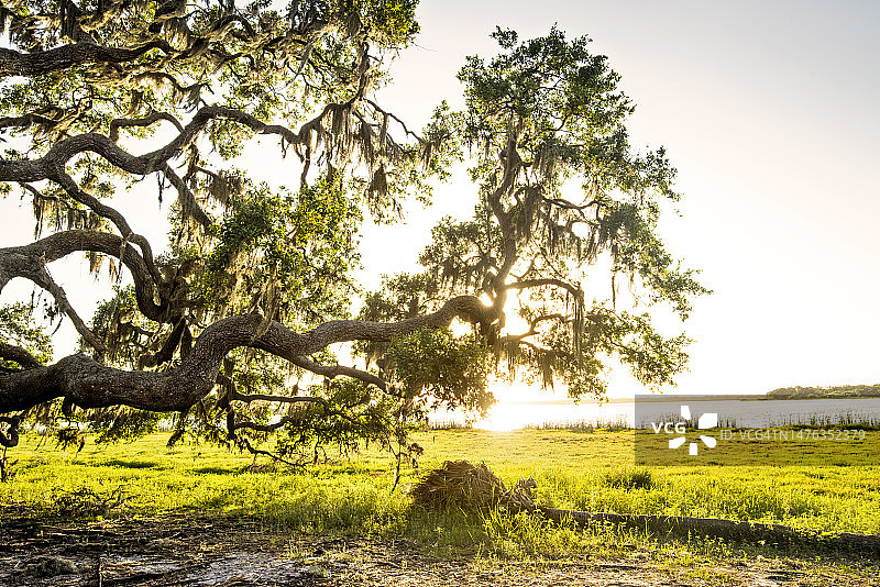 美亚卡河州立公园，栎树，佛罗里达州萨拉索塔图片素材
