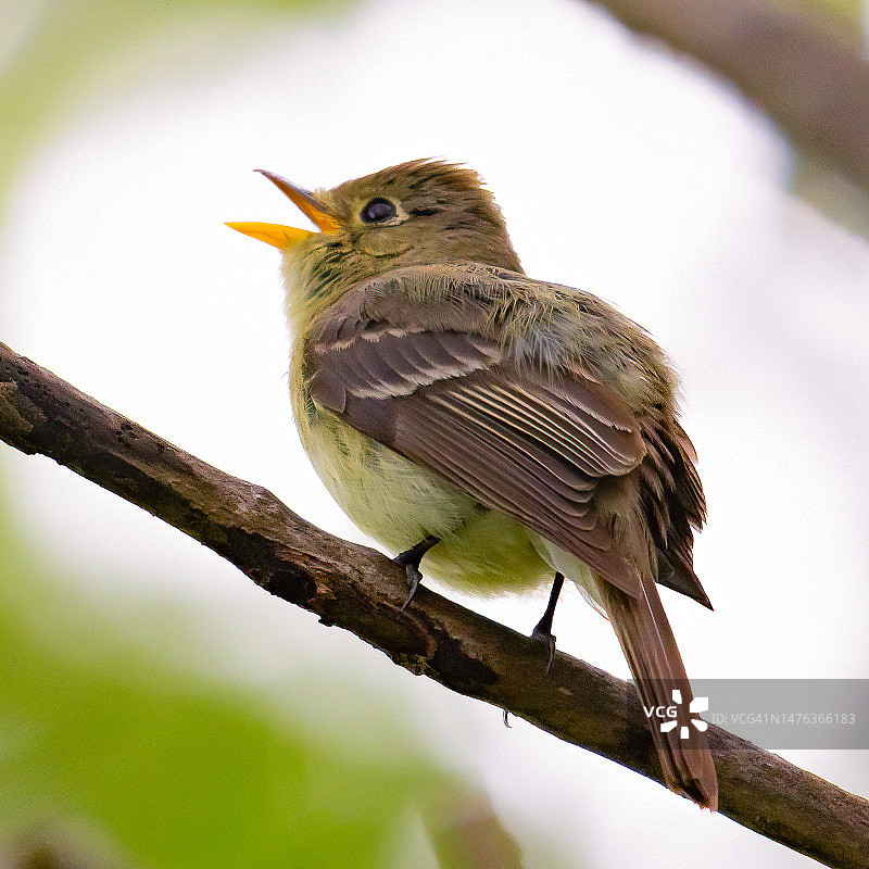 鸣唱的沼泽鹪鹩图片素材