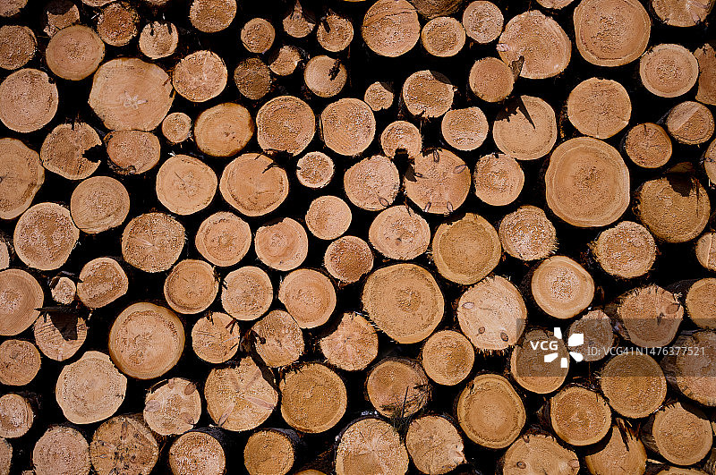 堆积如山的木材横截面，准备运输到锯木厂图片素材