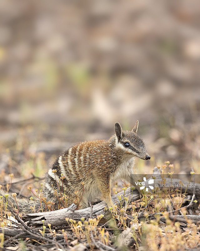 袋食蚁兽图片素材
