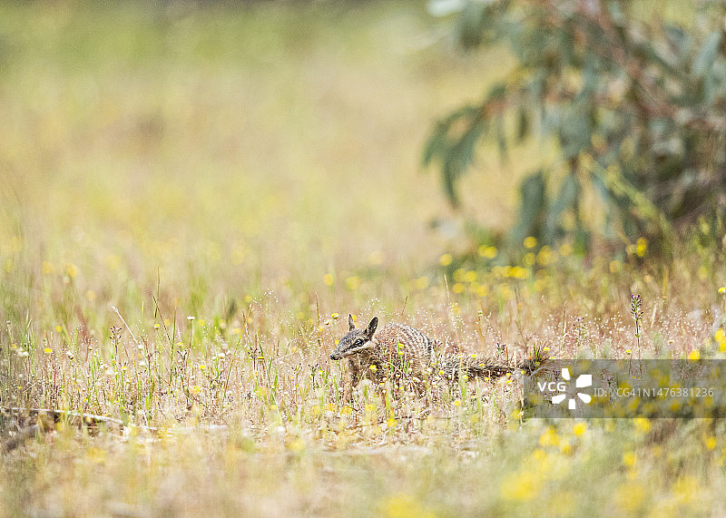 袋食蚁兽图片素材