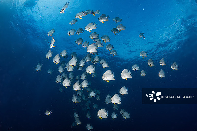 大群圆燕鱼图片素材