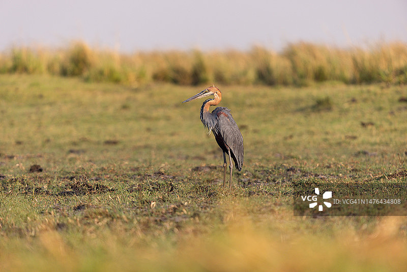 乔贝河上的 Goliath 苍鹭图片素材