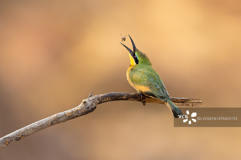 在乔贝国家公园捕捉猎物的小蜂虎图片素材