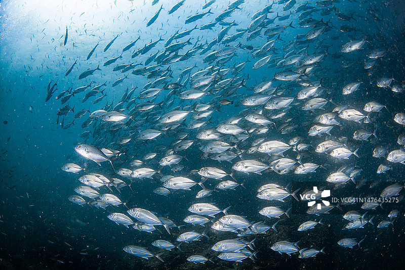 浑水中鲹鱼群图片素材