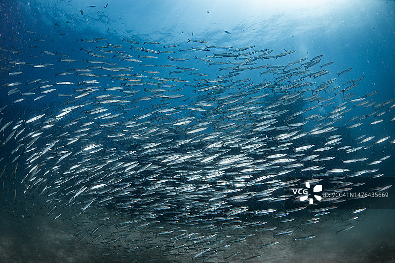 浑水中梭鱼群图片素材