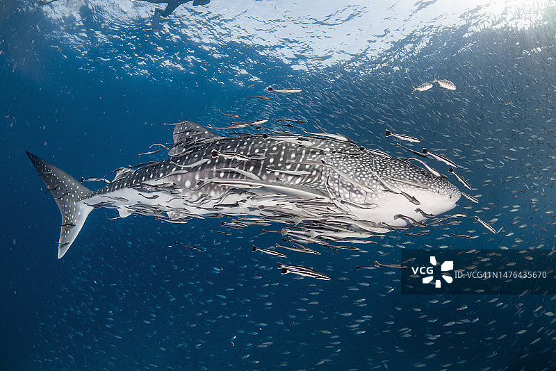 幼年鲸鲨在泰国湾浅水区图片素材