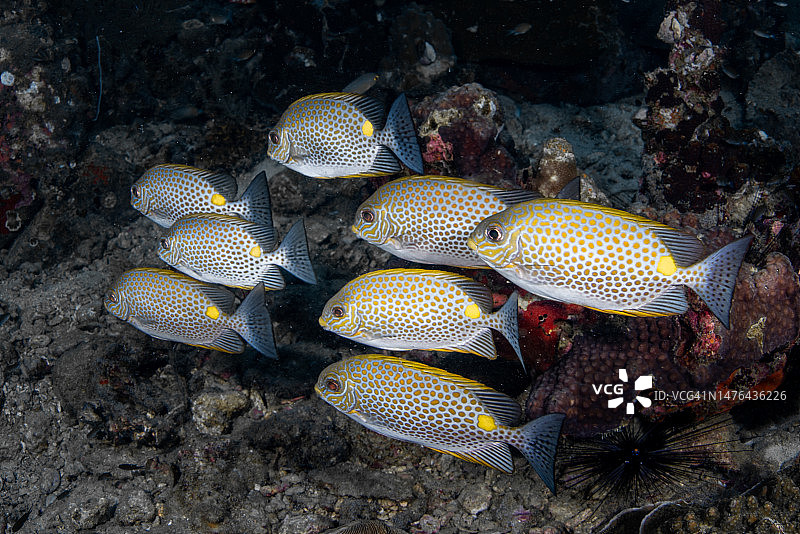 海兔鱼特写图片素材