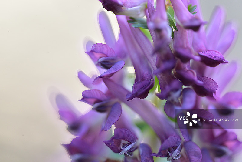 白花紫堇图片素材