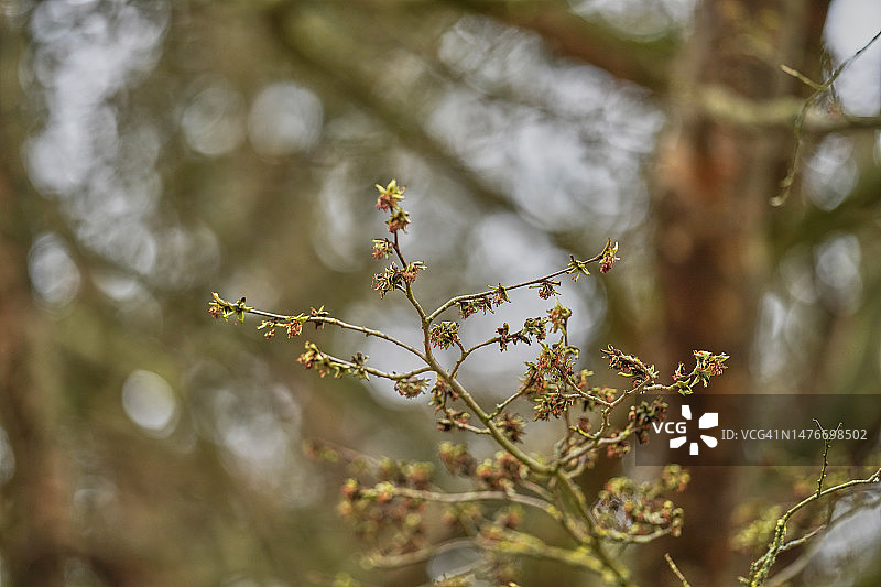 波斯鹦鹉树图片素材