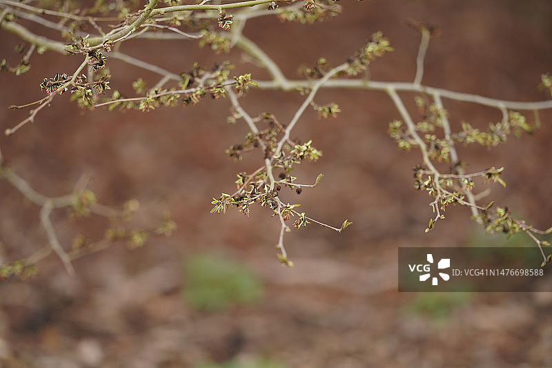 波斯鹦鹉树图片素材