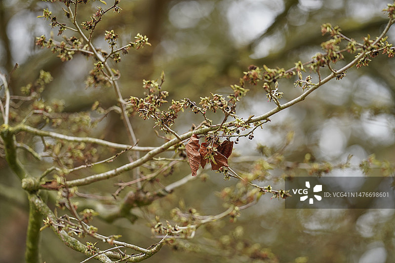 波斯鹦鹉树图片素材