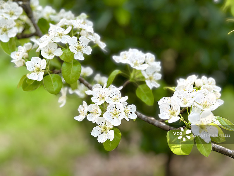 梨花盛开图片素材