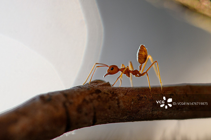 背光下的红蚂蚁特写图片素材