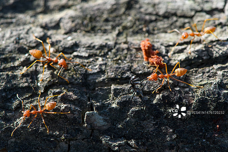 织叶蚁攻击黑蚂蚁图片素材