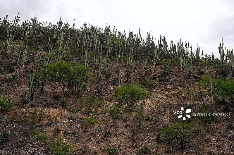 墨西哥瓦哈卡州特瓦坎-瓦哈卡135D公路沿线的仙人掌森林和地形图片素材