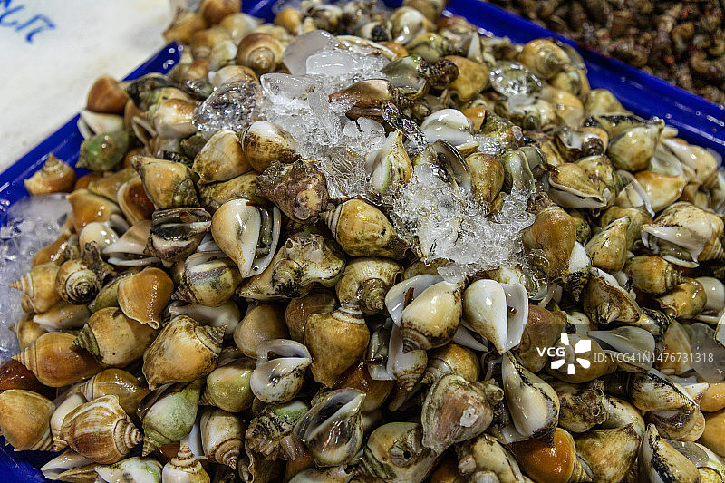 甜蛤蜊图片素材