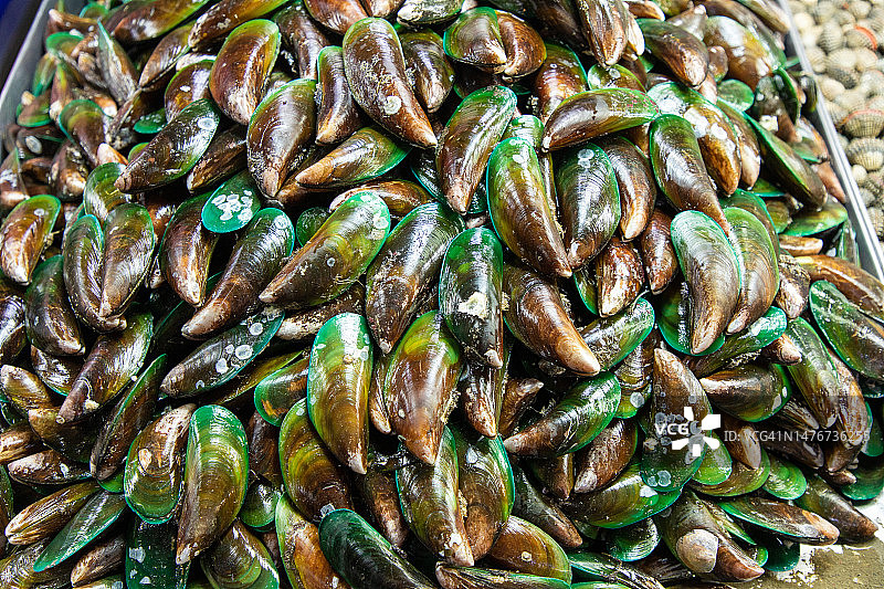 新鲜贻贝图片素材