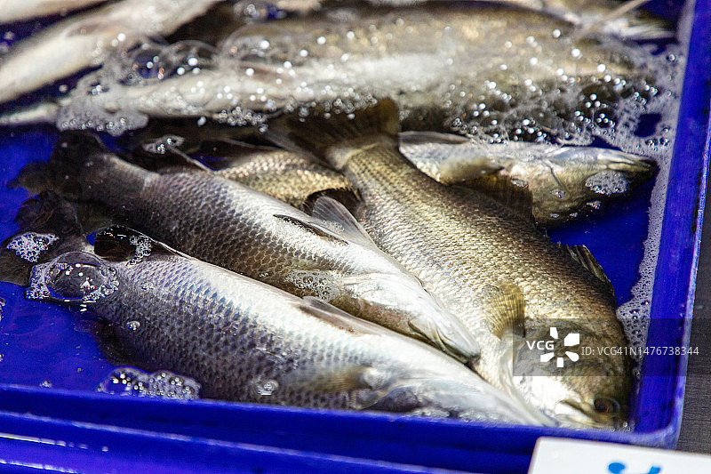 待售的活鲜海鲈鱼图片素材