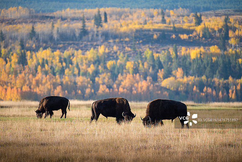 大提顿国家公园的野牛图片素材