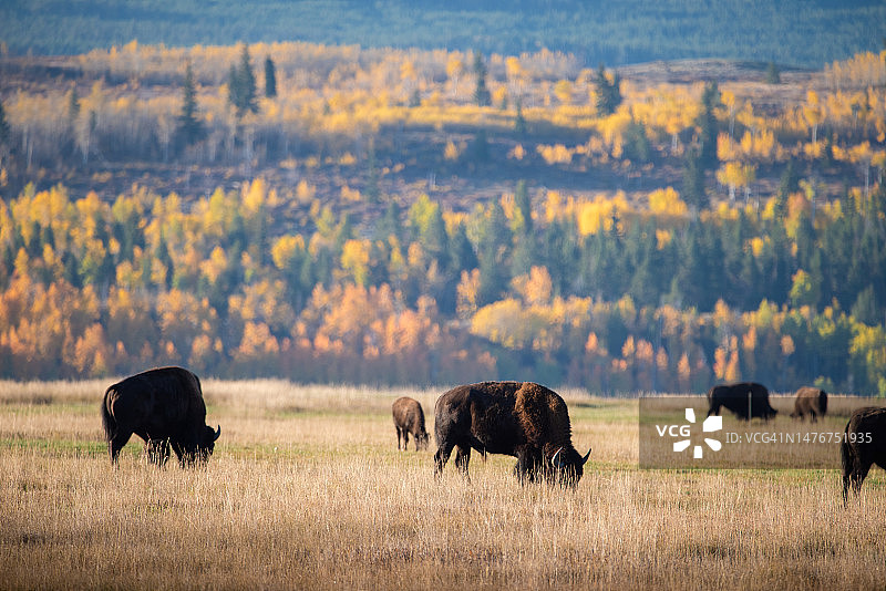 大提顿国家公园的野牛图片素材