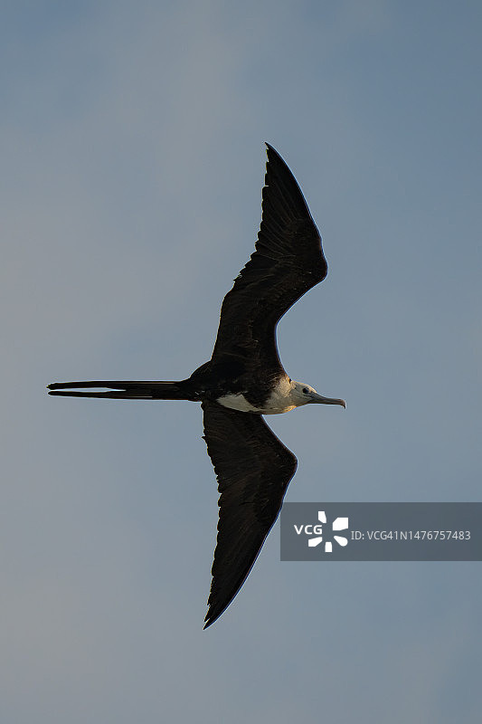 成年雌性丽色军舰鸟图片素材