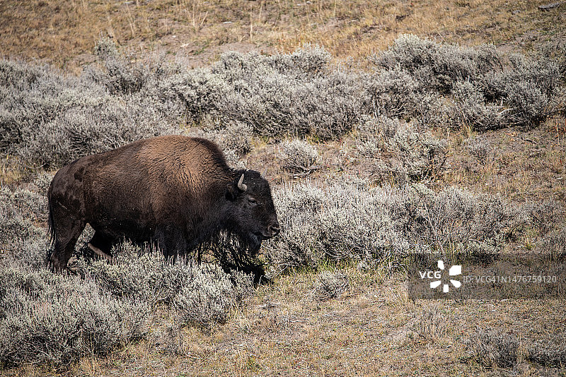 大提顿国家公园的野牛图片素材
