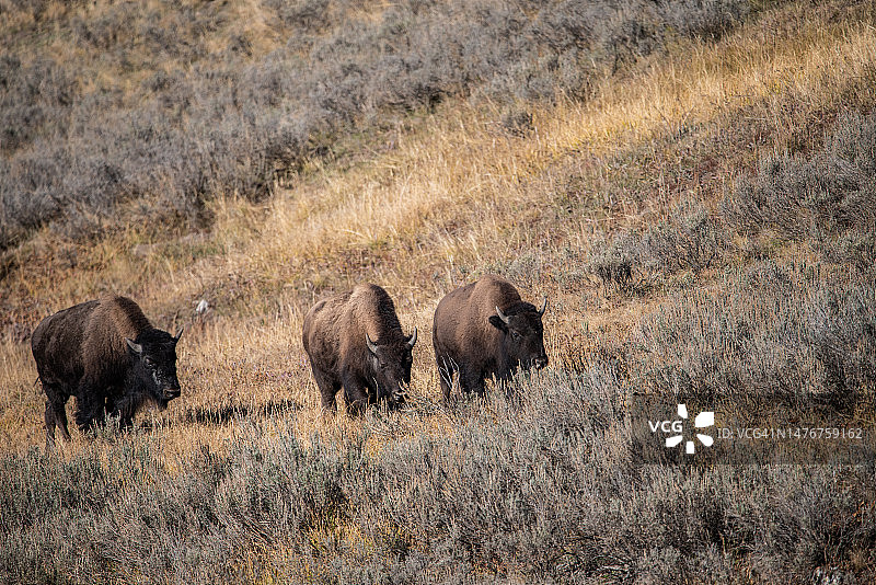 大提顿国家公园的野牛图片素材