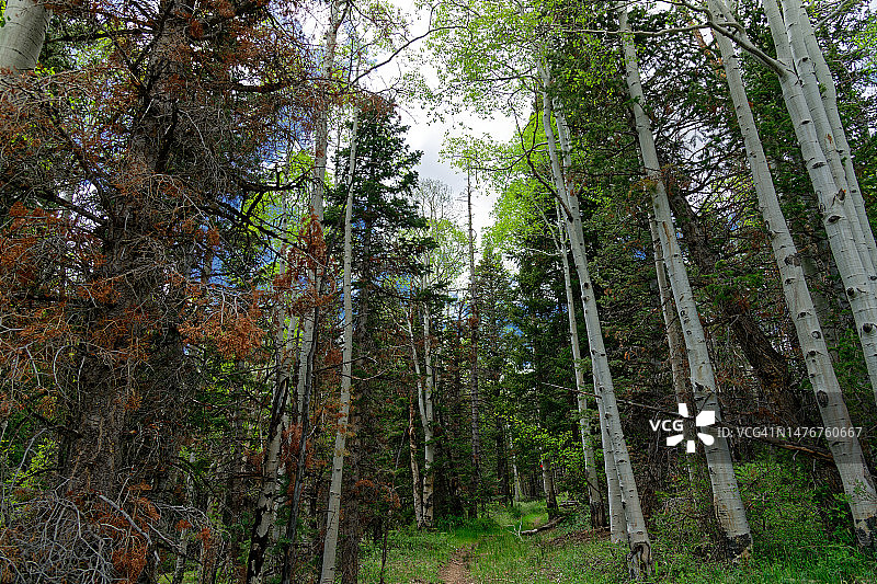我前进的道路，唯有穿过树林图片素材