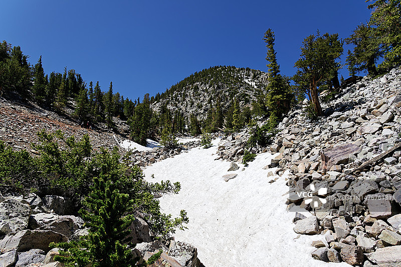 内华达山脉中刺果松之间的典型步行图片素材