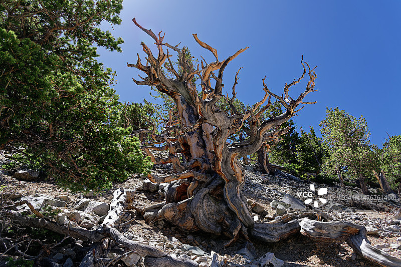 我发现了一年四季的冒险图片素材