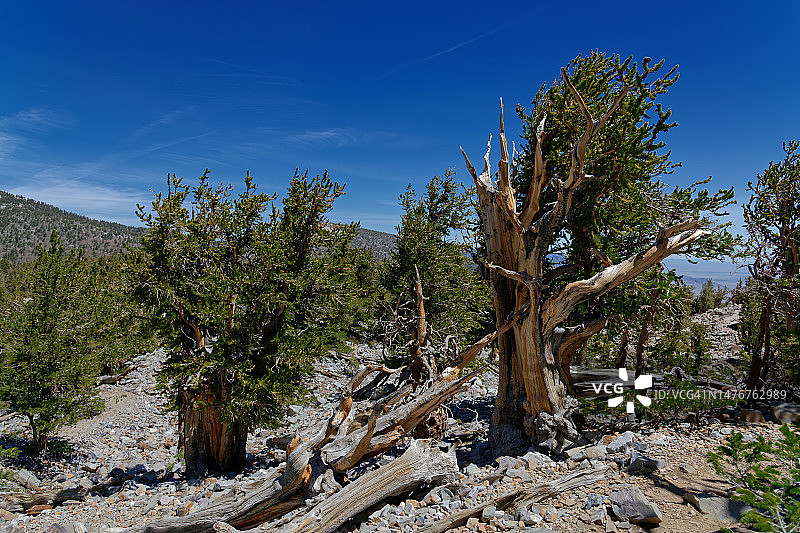 探索大盆地国家公园时感受生命的能量图片素材