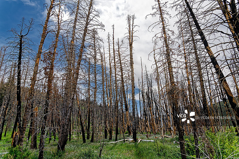 烧毁的森林图片素材