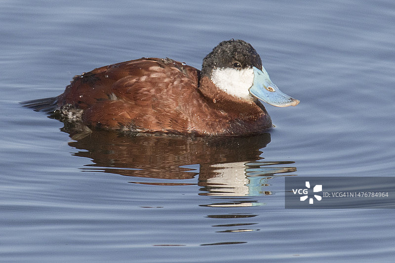 红鸭雄鸟游泳倒影图片素材