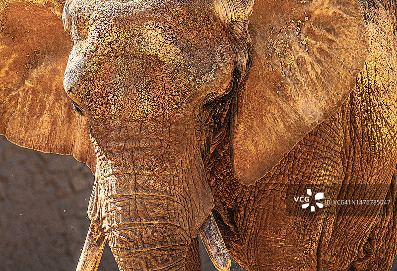 大象特写图片素材