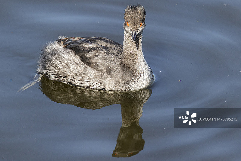 角鸊鷉游泳图片素材
