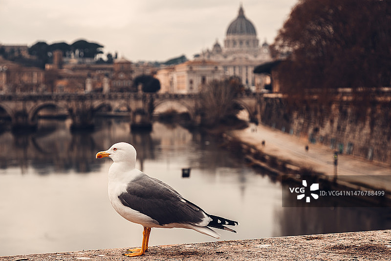 前景是海鸥，背景是台伯河和梵蒂冈地标图片素材