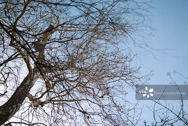 结满种子球的美国梧桐树，背景是非常晴朗的蓝色天空图片素材
