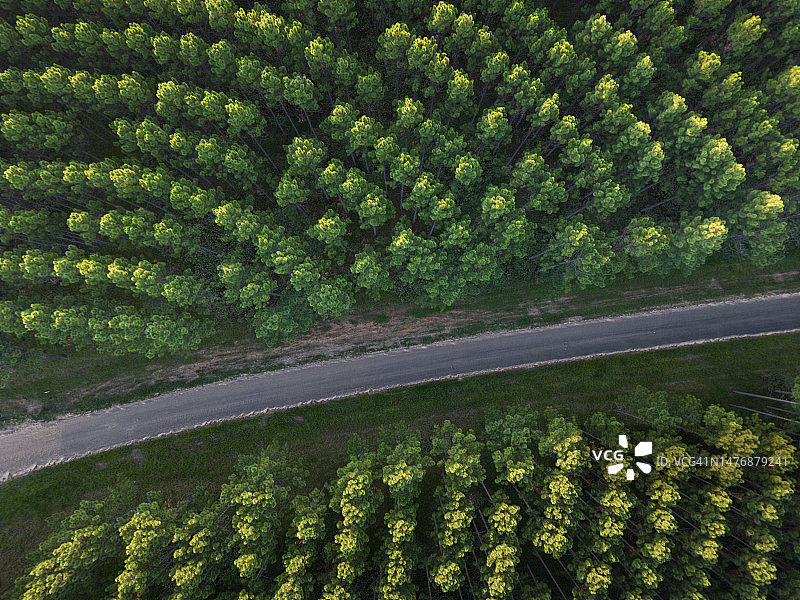 澳大利亚昆士兰伐木道路与松树林种植园俯视图图片素材