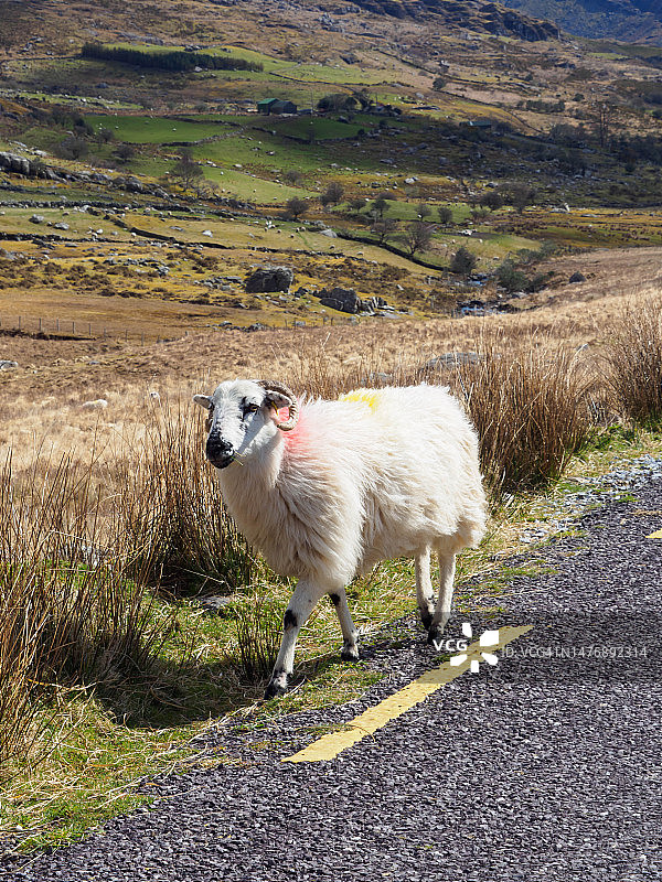 爱尔兰贝拉半岛的希利山口图片素材