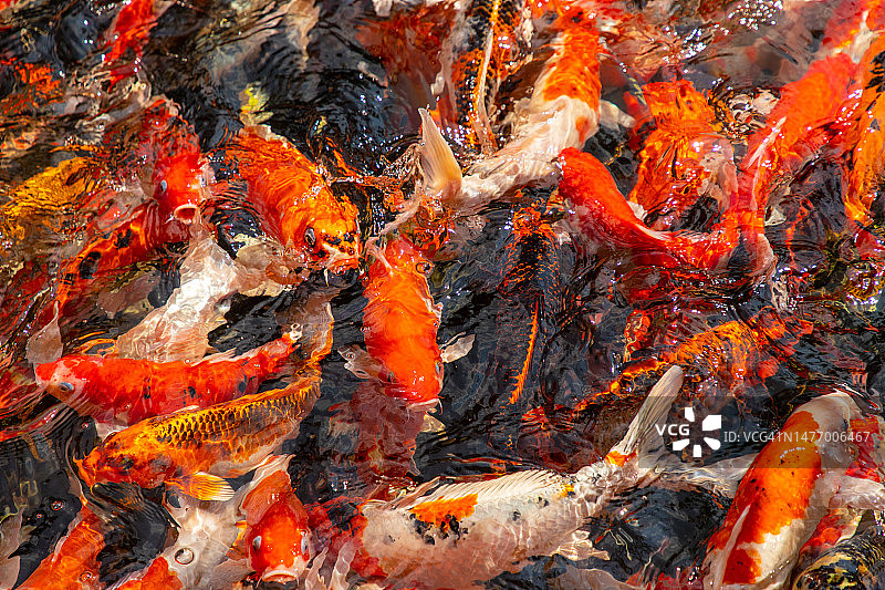 锦鲤池塘图片素材