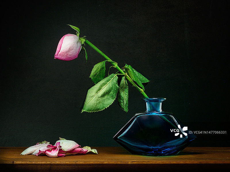玻璃花瓶中的单支玫瑰图片素材