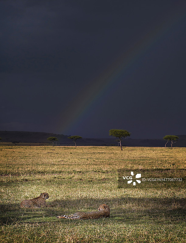 两只猎豹在马拉三角区深色天空和彩虹下休息图片素材