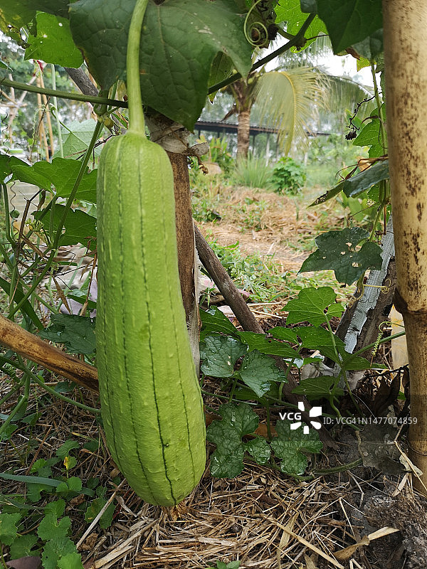 丝瓜角，葫芦科绿色蔬菜新鲜的棕色织物在花园的自然背景图片素材