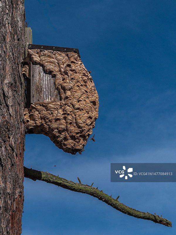 树上的黄蜂窝图片素材