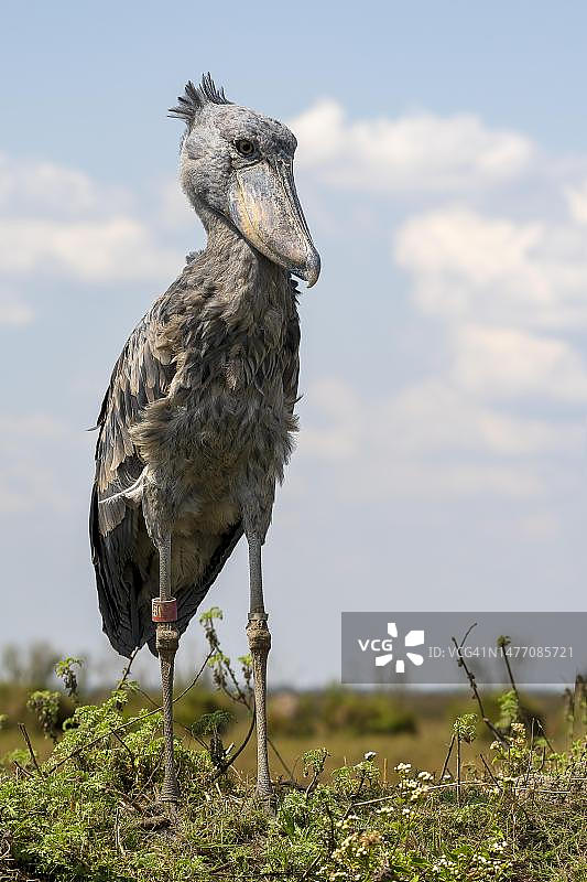 鲸头鹳，赞比亚邦韦乌卢沼泽图片素材
