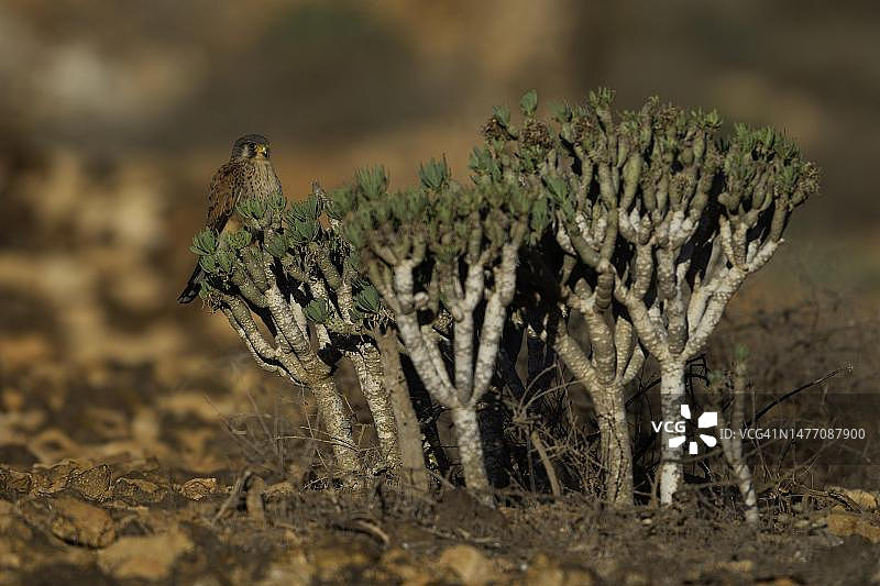 红隼（加那利红隼），西班牙富埃特文图拉图片素材