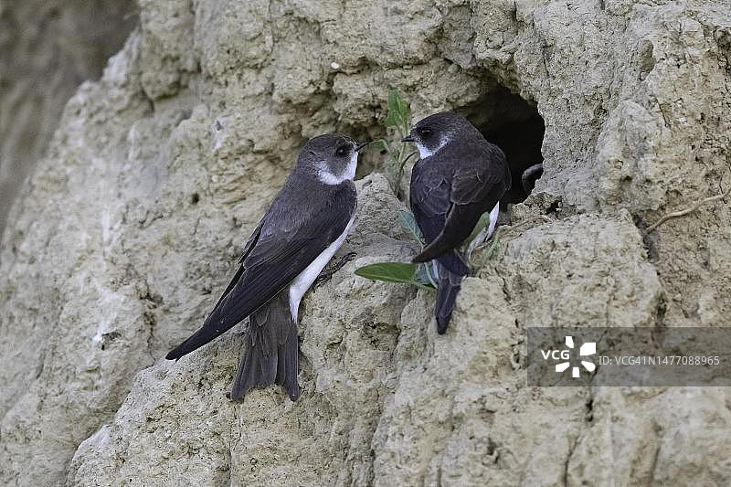 一对崖沙燕栖息在洞穴中，多瑙河三角洲生物圈保护区，罗马尼亚图片素材