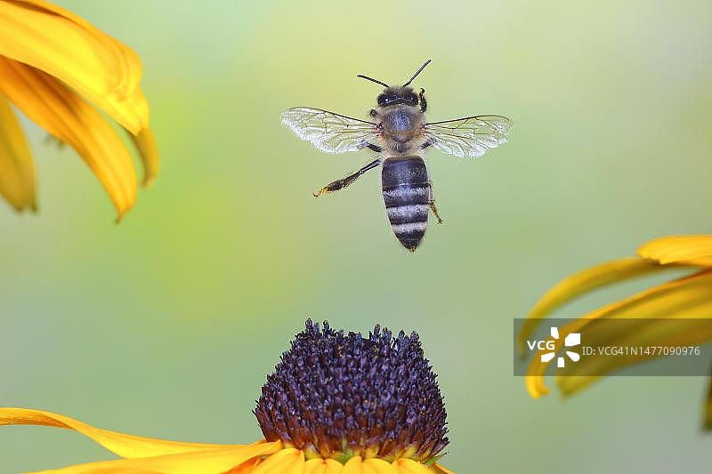 普通蜂飞过松果菊图片素材