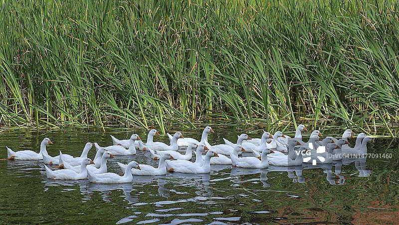 德国梅克伦堡-西波美拉尼亚邦池塘中游泳的灰雁图片素材